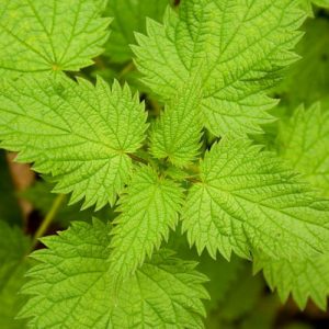 nettle leaf extract natural testosterone booster